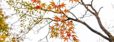 社区婚姻证明怎么开